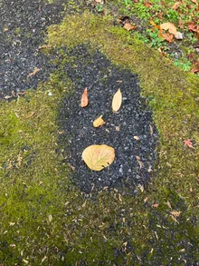苔と落ち葉で描かれた笑顔